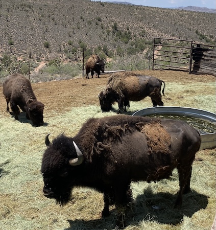 5 star helicopters - Grand Canyon Western Ranch Bufallo Safari